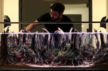 Bitkili Akvaryum Tasarımı