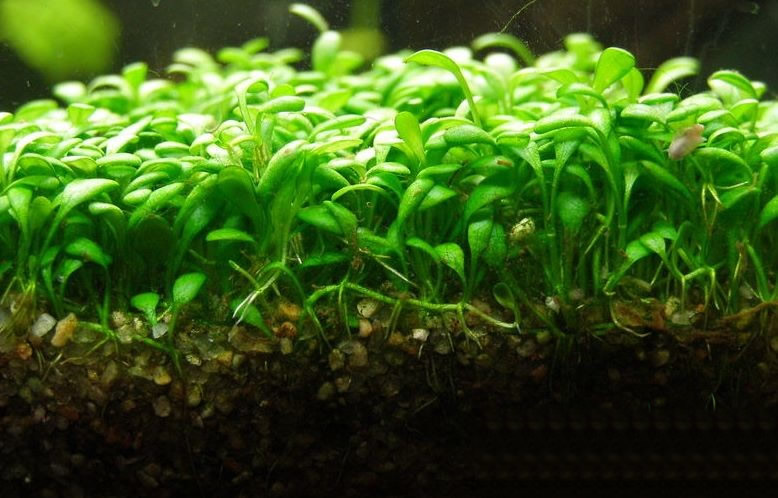 Glossostigma Elatinoides