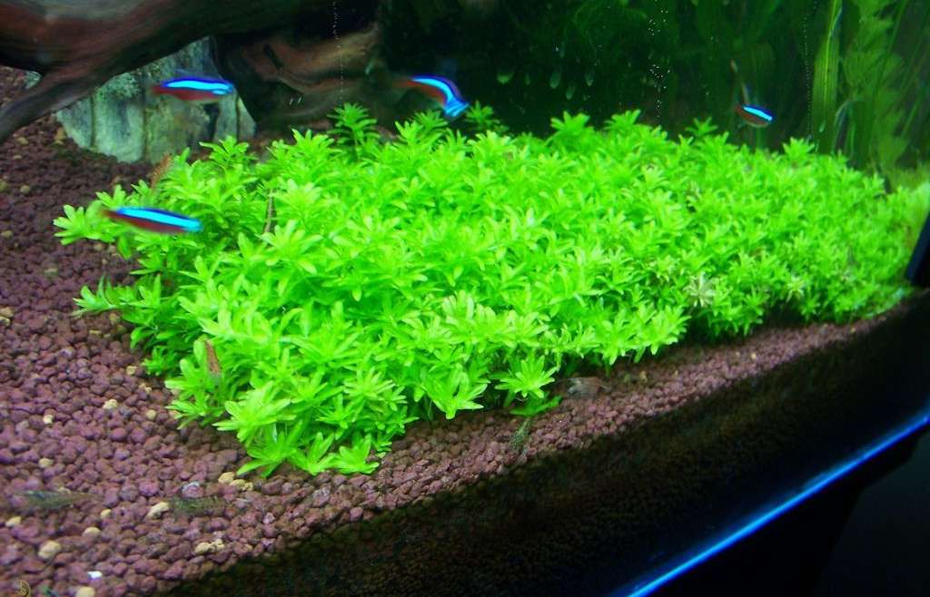 Hemianthus Micranthemoides