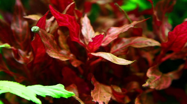 Alternanthera Rosanervig