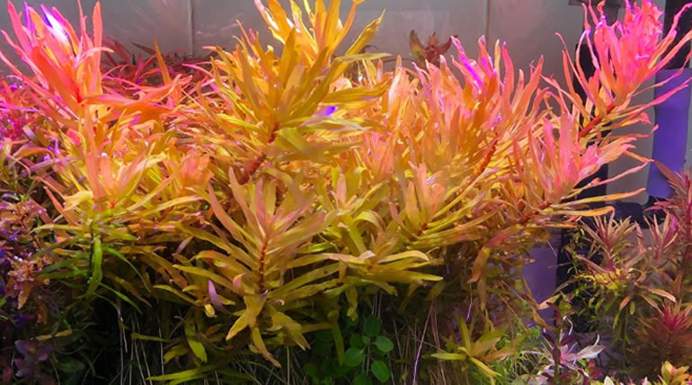 Ammannia Pedicellata