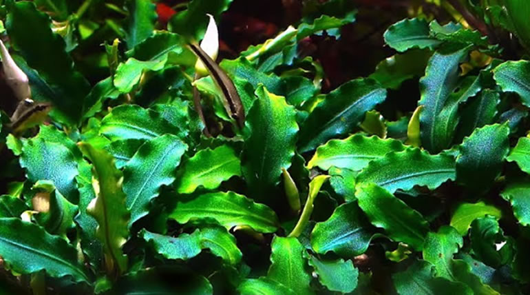 Bucephalandra Narcissus
