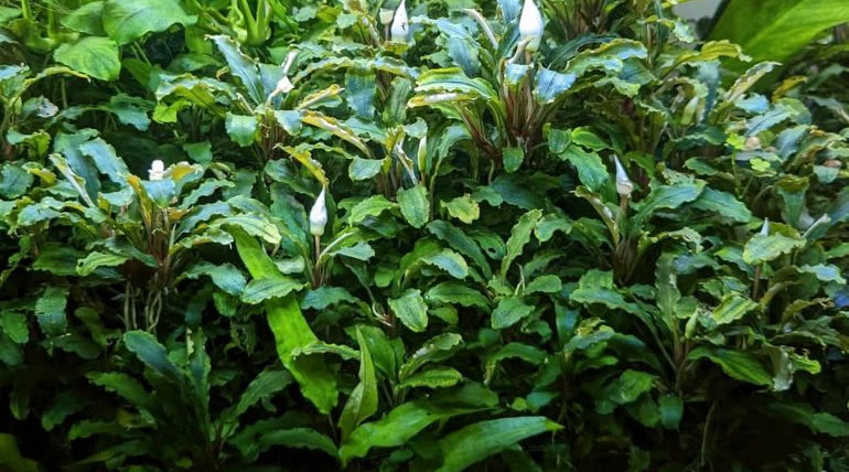 Bucephalandra Wavy Green