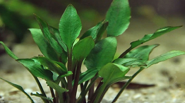 Cryptocoryne Lutea