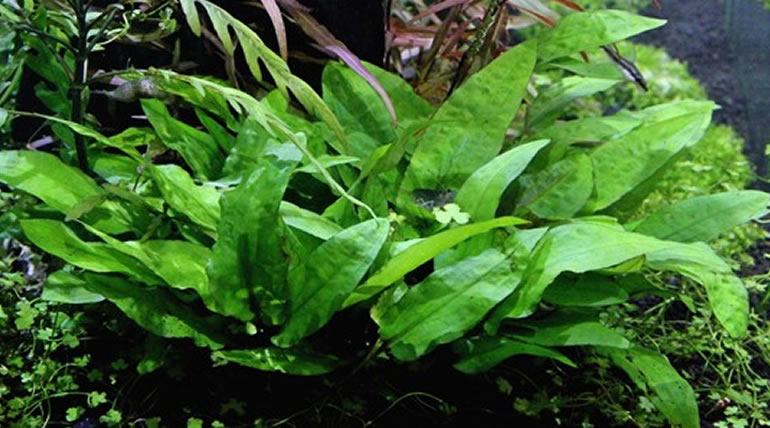 Cryptocoryne Wendtii Broad Leaf