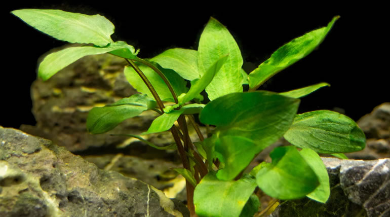Cryptocoryne Wendtii Kompakt