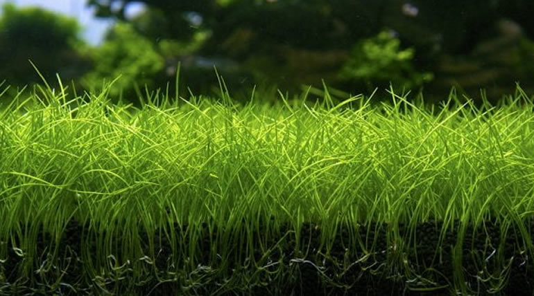 Eleocharis Parvula