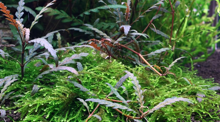 Hygrophila Pinnatifida