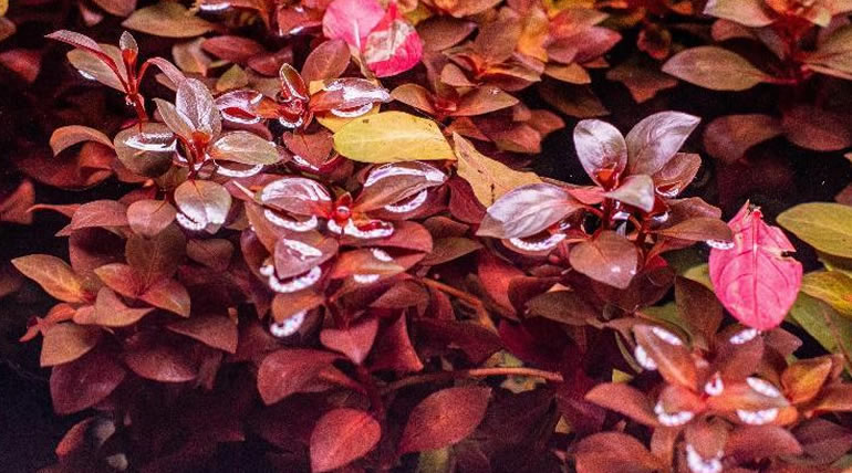Ludwigia Natans Super Red