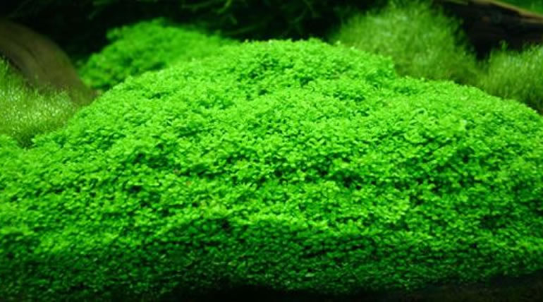 Marsilea Hirsuta