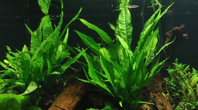 Microsorum Pteropus
