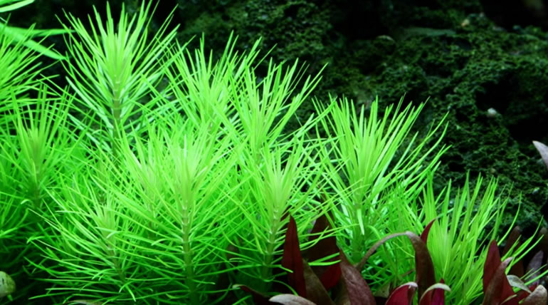 Pogostemon Erectus