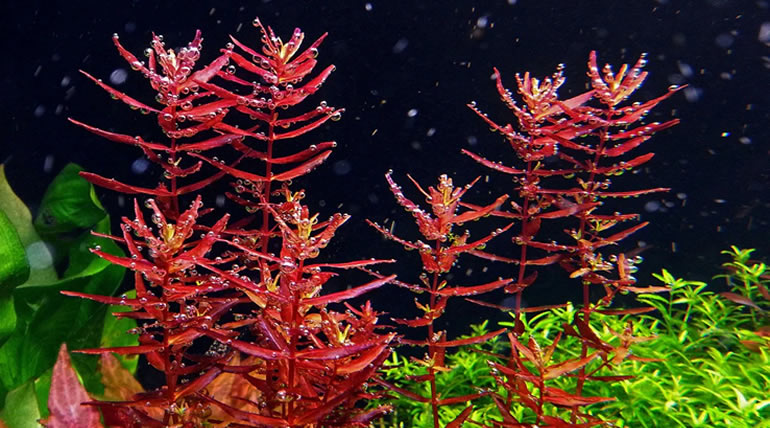 Rotala Macrandra Variegated