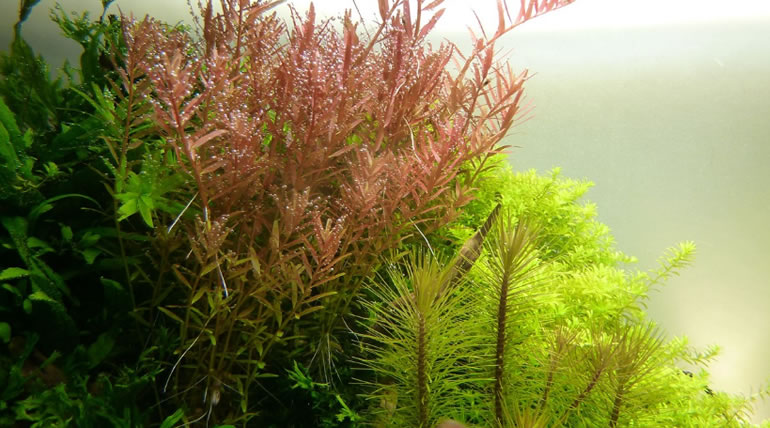 Rotala Rotundifolia Green