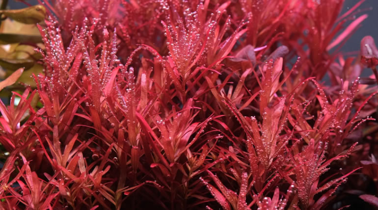 Rotala sp. Colorata
