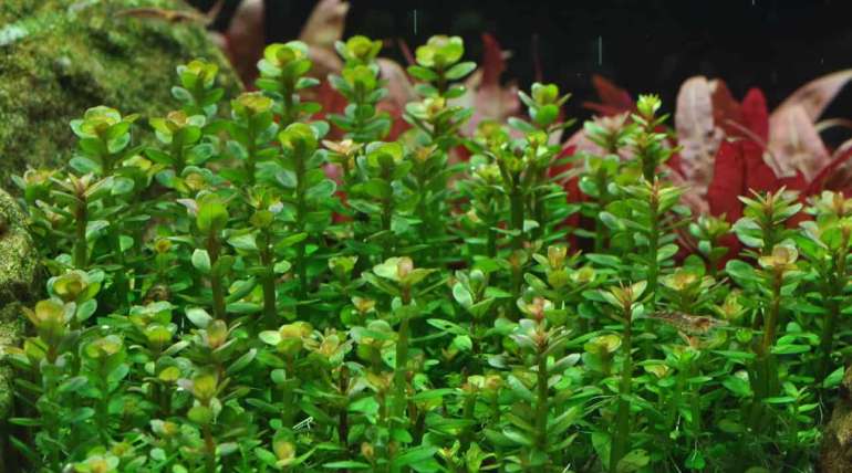 Rotala Indica
