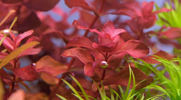 Rotala Macrandra Variegated