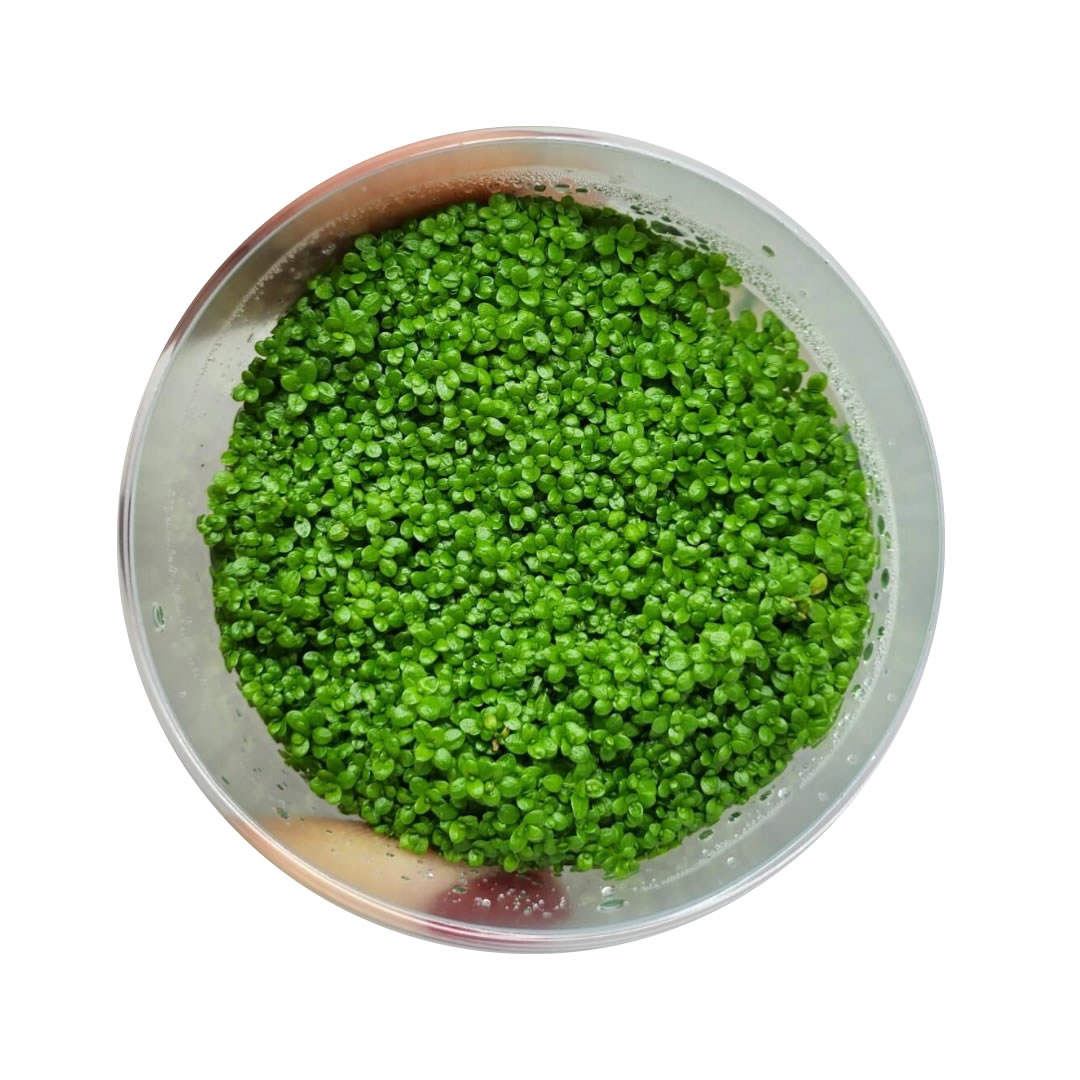 Hemianthus Callitrichoides Cuba