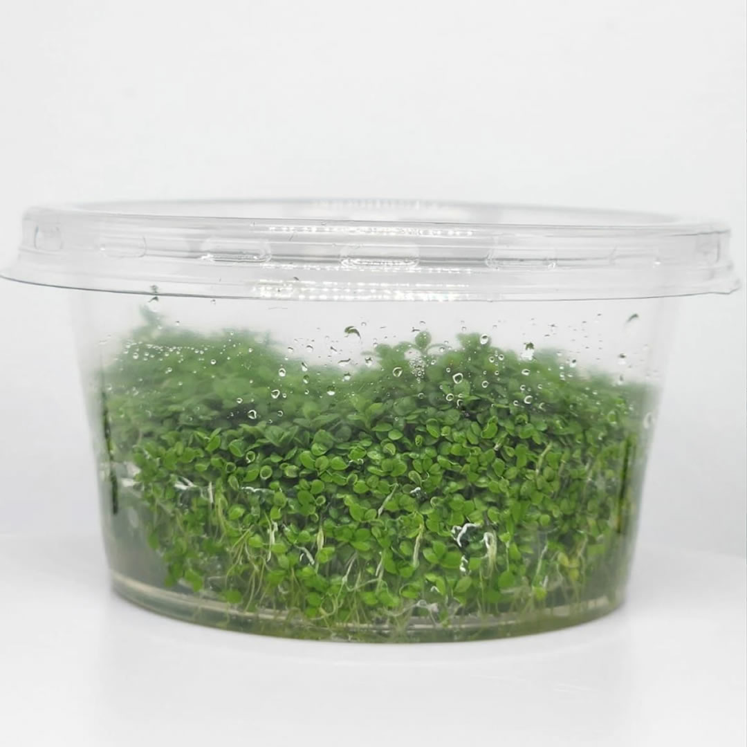 Hemianthus Callitrichoides Cuba - Görsel 2