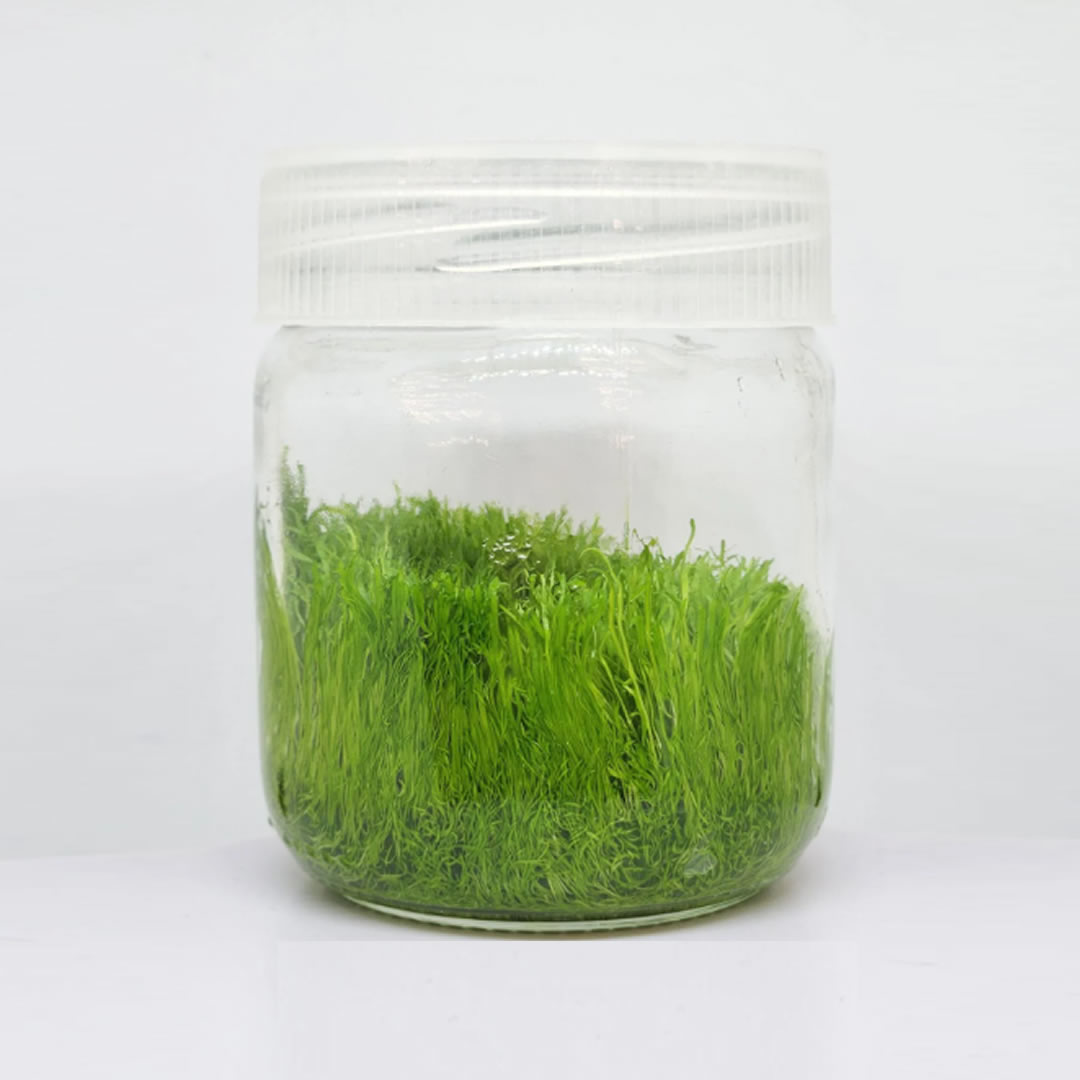 Utricularia Graminifolia - Görsel 2