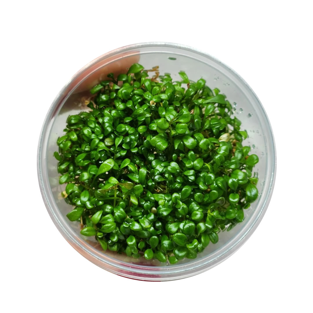 Glossostigma Elatinoides