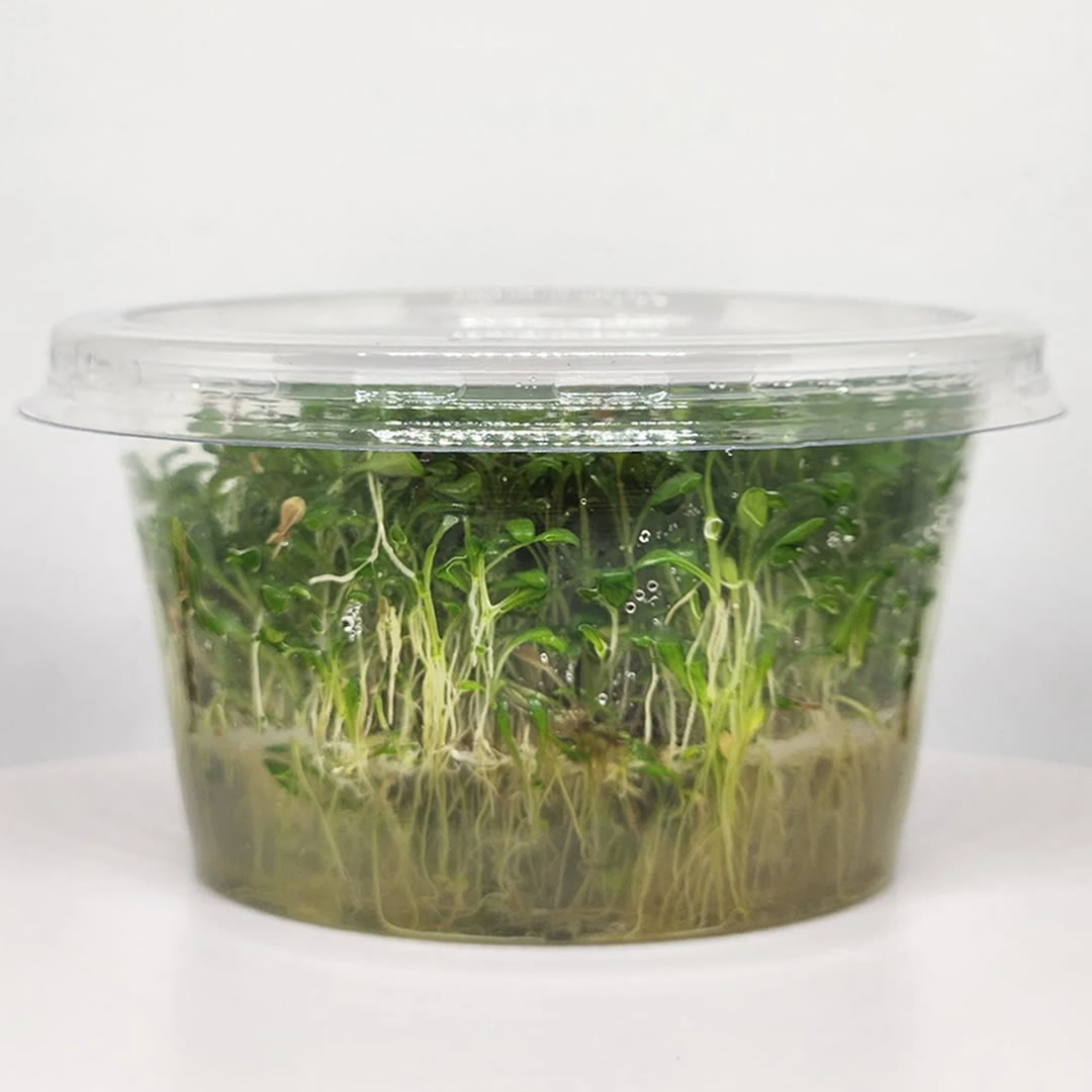 Glossostigma Elatinoides - Görsel 2