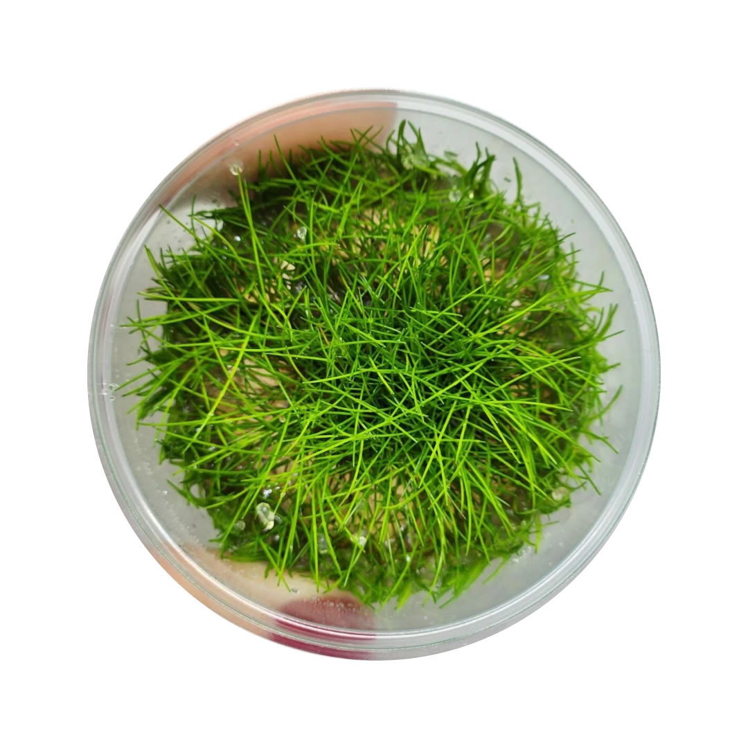 Eleocharis Parvula Mini